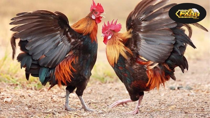 Lịch sử đá gà Campuchia