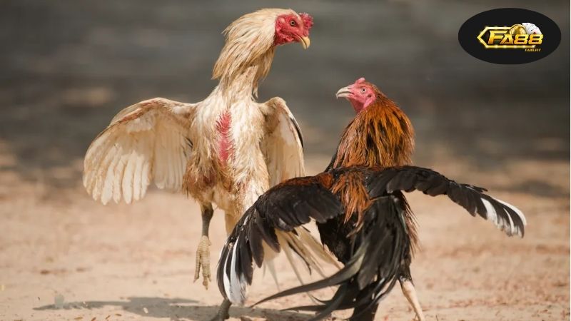 Giới thiệu một cách tổng quan về đá gà