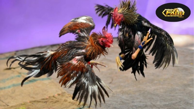 Đá Gà Cựa Sắt 24h – Tham Gia Trận Đấu Nhanh Chóng, An Toàn 10 Lịch sử và sự phát triển của đá gà cựa sắt qua các thời kỳ