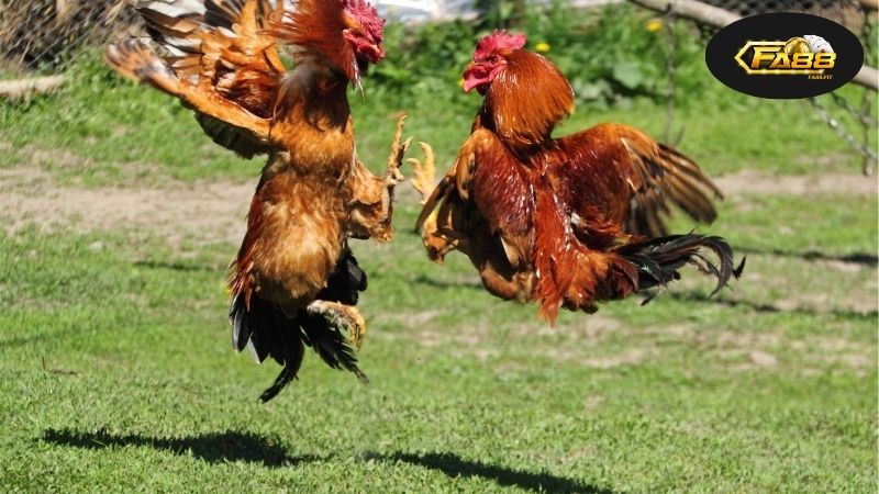 Đá gà online uy tín – Địa chỉ tin cậy để cá cược thắng lớn 9 Giới thiệu về trò chơi đá gà online hấp dẫn