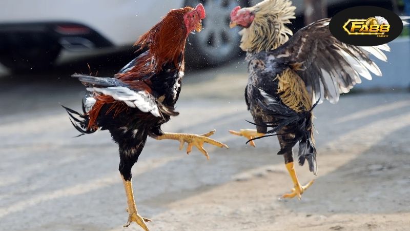 Trực tiếp đá gà Campuchia hôm nay - Cập nhật kèo mới nhất 8 Tình hình hiện tại của đá gà Campuchia đang diễn ra khá nhộn nhịp và hấp dẫn