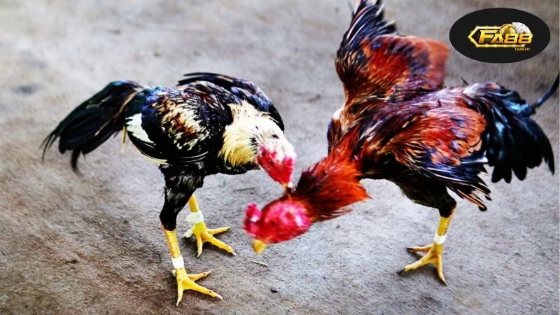 Đá Gà Thái Lan Online - Trải Nghiệm Đặc Sắc Nhất Mỗi Ngày 7 Lịch sử và sự phát triển của đá gà Thái Lan