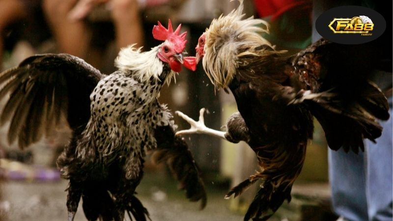 Đá Gà SV388 FA88 - Địa Chỉ Tin Cậy Cho Người Yêu Thể Thao Gà 6 Đặc Điểm Nổi Bật Của Đá Gà SV388 FA88