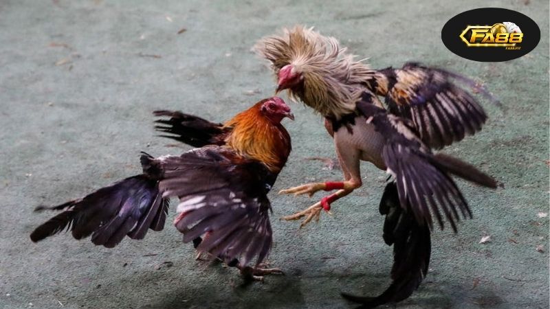 Đá Gà 67 FA88 - Địa Chỉ Tin Cậy Cho Người Yêu Thể Thao Gà 5 Lịch sử và phát triển của thể thao đá gà