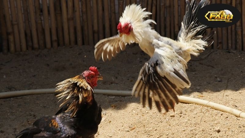 Đá Gà Qua Mạng Uy Tín – Giải Trí Đỉnh Cao Với An Toàn Tuyệt Đối 4 Đá Gà Qua Mạng, Khái Niệm Cơ Bản