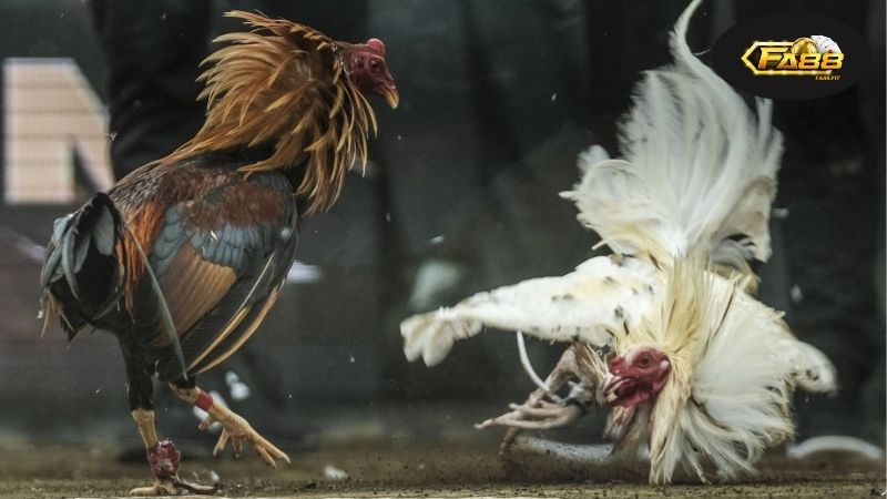 Cá cược đá gà FA88 uy tín, an toàn và hấp dẫn cho người mới 3 Tại sao cá cược đá gà FA88 lại hấp dẫn?