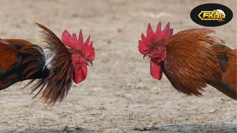 Hướng Dẫn Chơi Đá Gà Online An Toàn – Bí Quyết Thành Công 2 Lựa Chọn Nền Tảng Chơi Đá Gà Online Phù Hợp