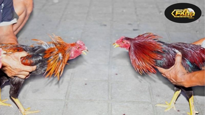 Tham Gia Đá Gà Đổi Thưởng FA88 - Cơ Hội Trúng Thưởng Lớn 1 Lịch sử và sự phát triển thú vị của đá gà qua các thời kỳ